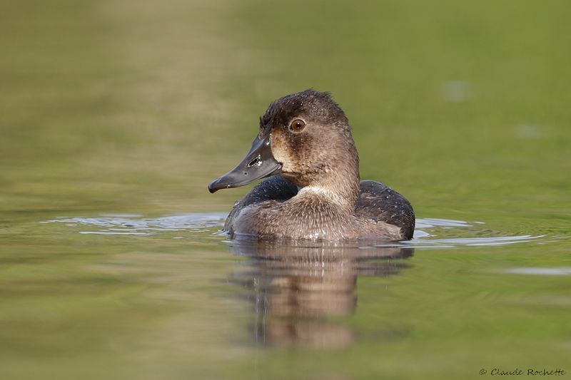Fuligule à collier / Ring-necked Duck
