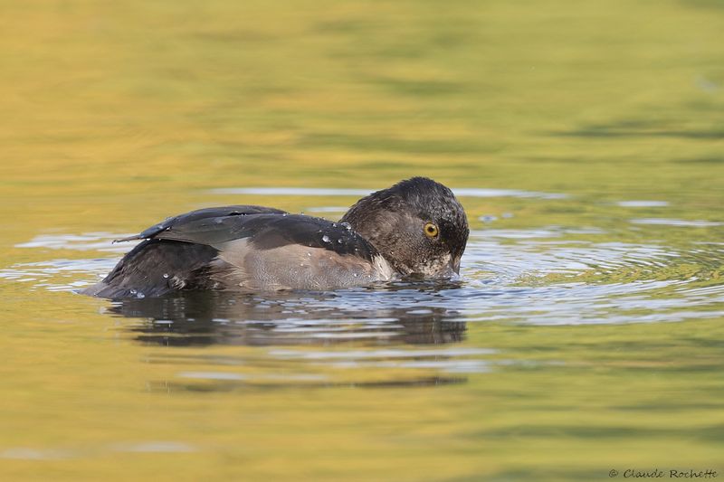 Fuligule à collier / Ring-necked Duck