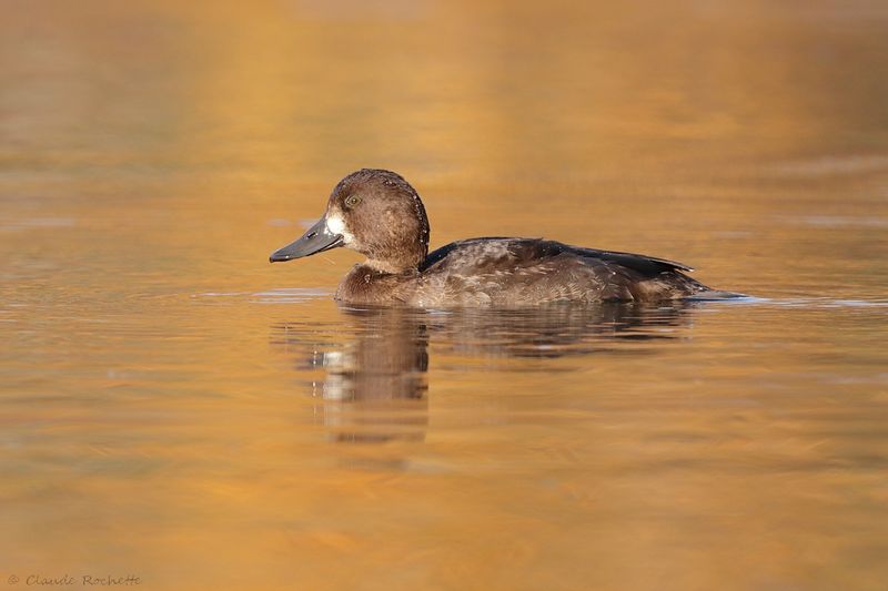 Petit fuligule / Lesser Scaup