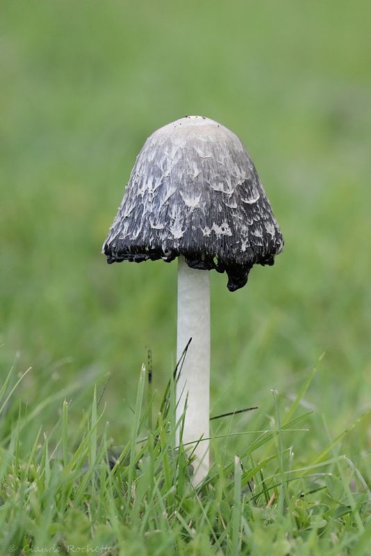 Coprin chevelu / Shaggy Ink Cap