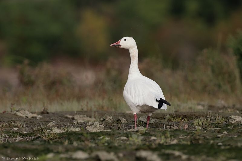 Oie des neiges / Snow Goose