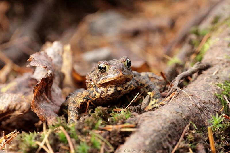 Crapaud d'Amérique / American toad