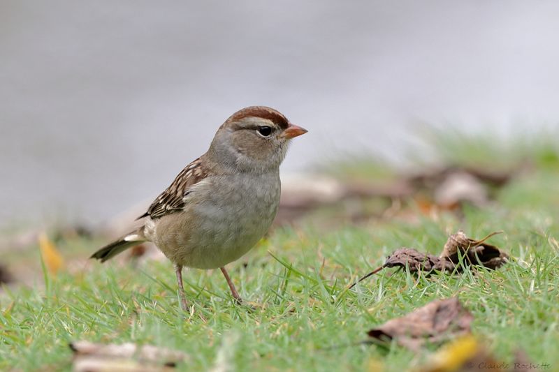 Bruant à couronne blanche / White-crowned Sparrow