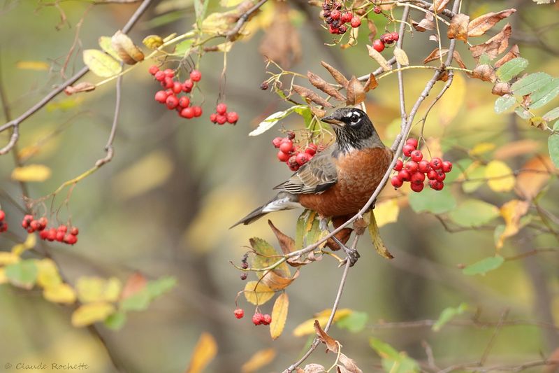 Merle d'Amérique / American Robin