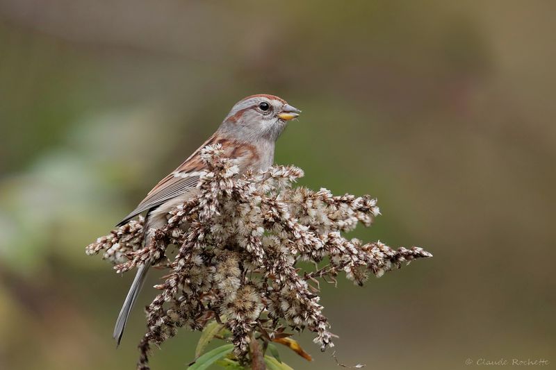 Bruant hudsonien / American Tree Sparrow