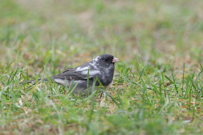 Junco ardoisé / Dark-eyed Junco