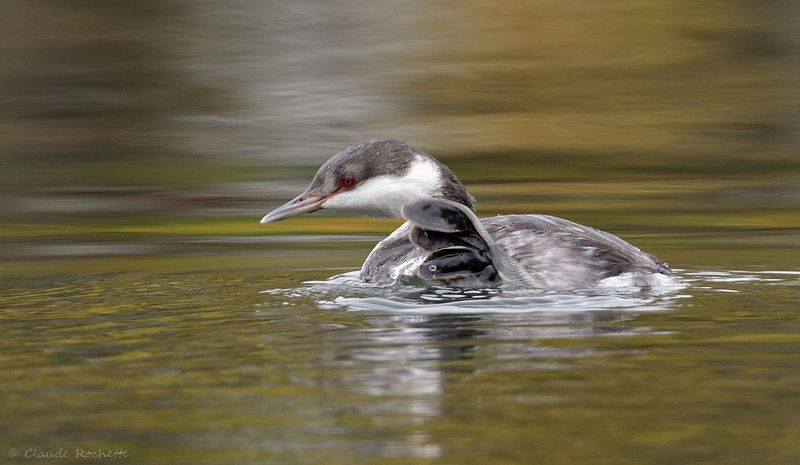 Grèbe esclavon / Horned Grebe