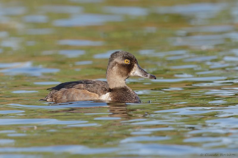 Fuligule à collier / Ring-necked Duck
