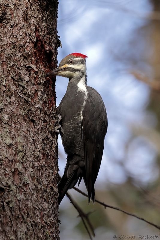 Grand pic / Pileated Woodpecker