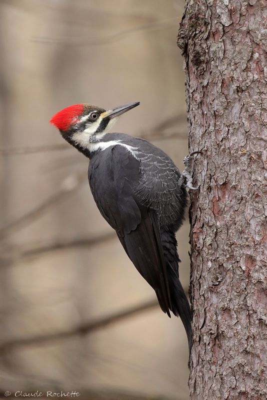 Grand pic / Pileated Woodpecker