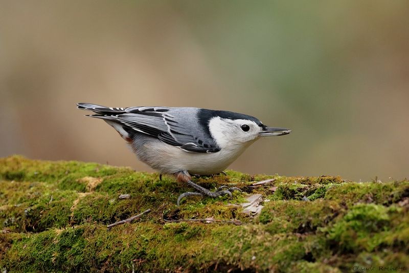 Sittelle à poitrine blanche / White-breasted Nuthatch