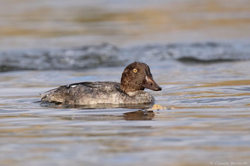 Garrot à oeil d'or / Common Goldeneye