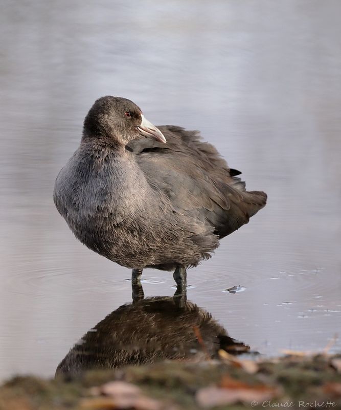 Foulque d'Amérique / American Coot