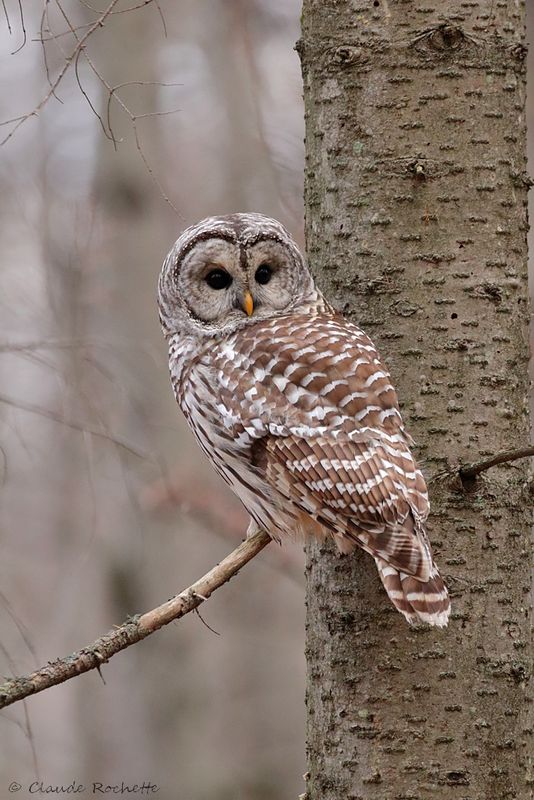 Chouette rayée / Barred Owl