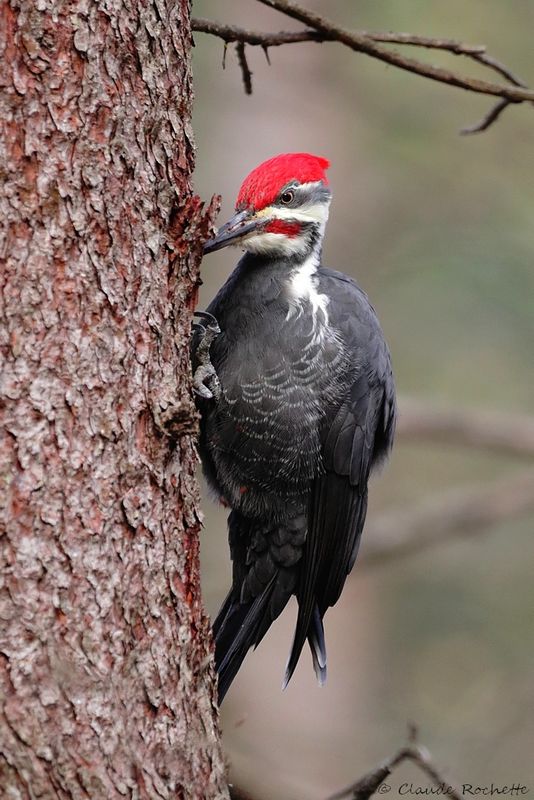Grand pic / Pileated Woodpecker