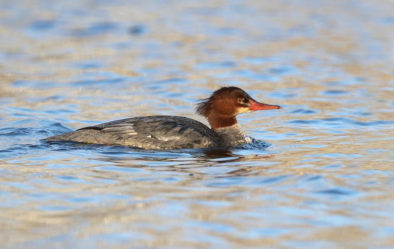 Grand harle / Common Merganser