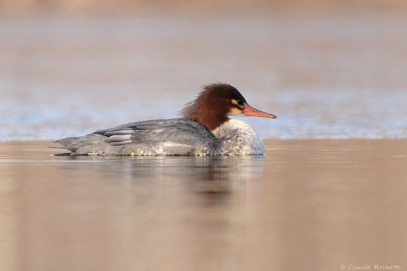 Grand harle / Common Merganser