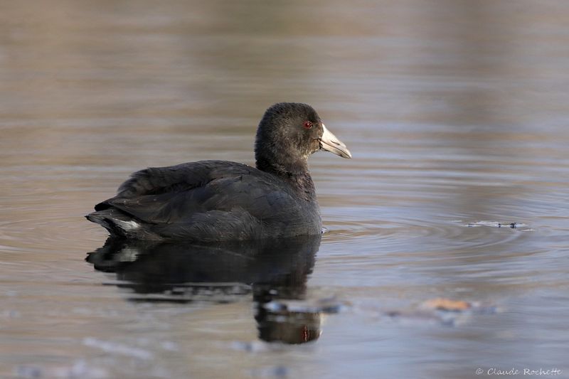 Foulque d'Amérique / American Coot