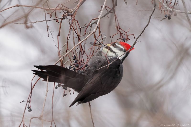 Grand pic / Pileated Woodpecker