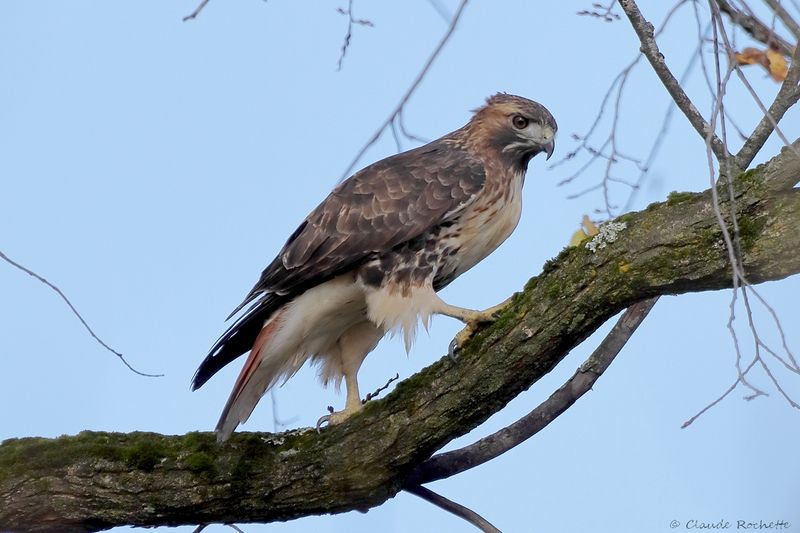 Buse à queue rousse / Red-tailed Hawk