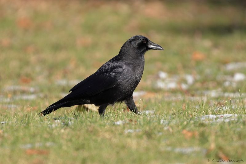 Corneille d'Amérique / American Crow