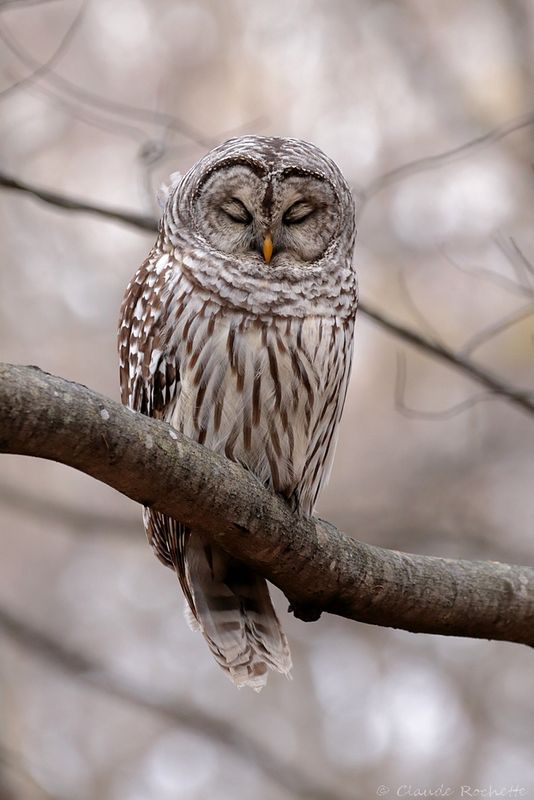 Chouette rayée / Barred Owl