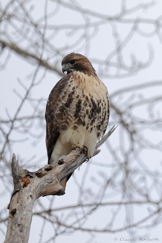 Buse à queue rousse / Red-tailed Hawk