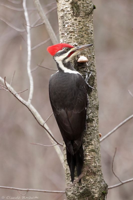 Grand pic / Pileated Woodpecker