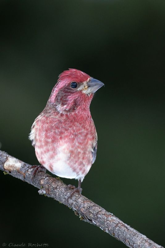 Roselin pourpré / Purple finch