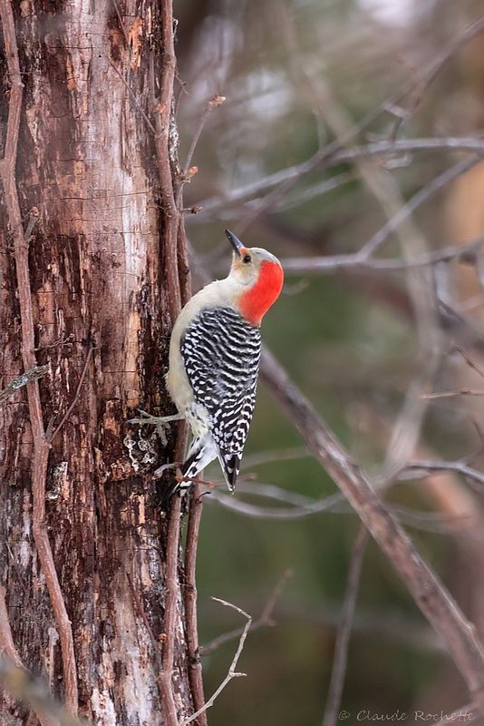 Pic à ventre roux / Red-bellied Woodpecker