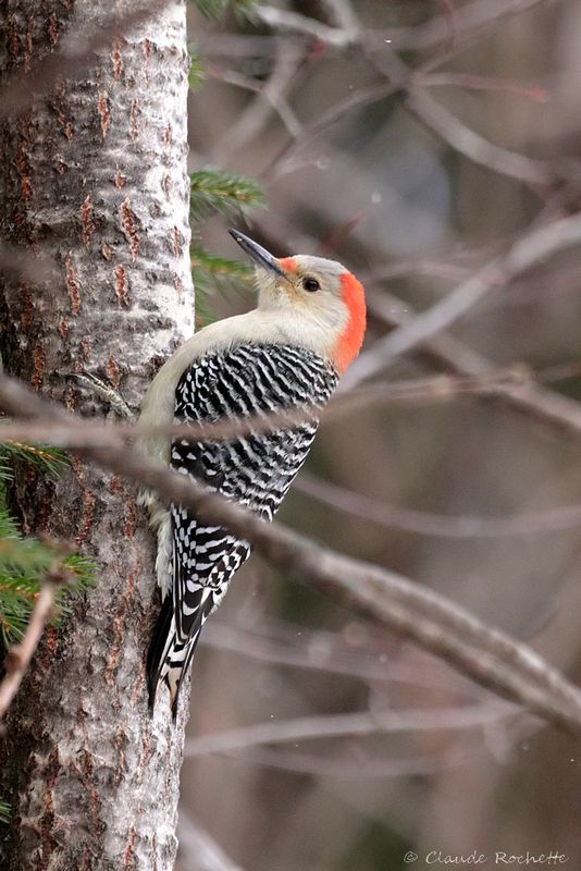 Pic à ventre roux / Red-bellied Woodpecker