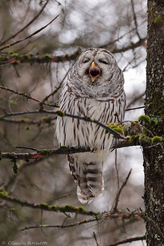 Chouette rayée / Barred Owl