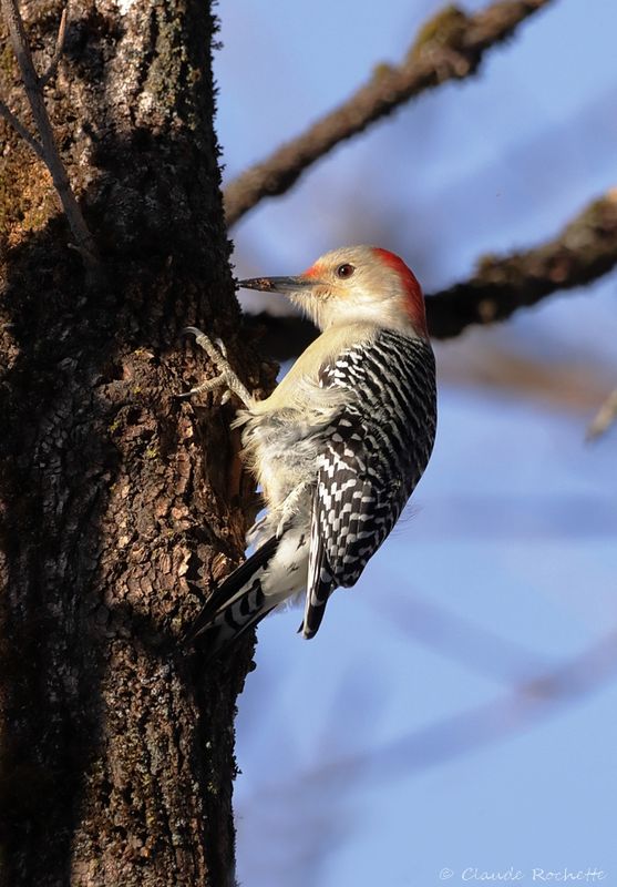 Pic à ventre roux / Red-bellied Woodpecker