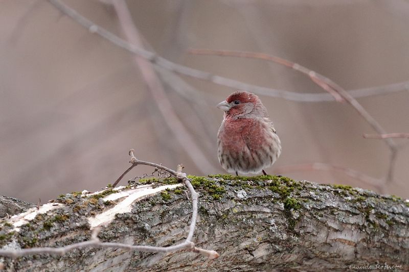 Roselin familier / House Finch