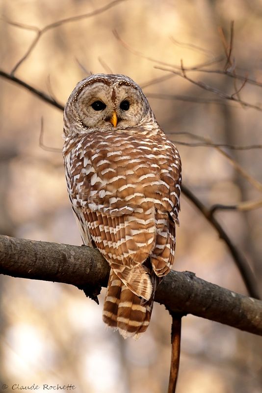 Chouette rayée / Barred Owl