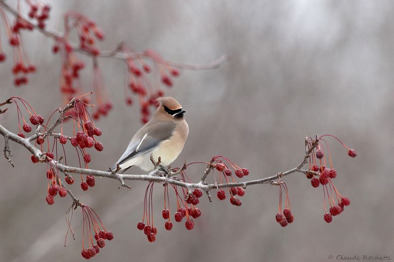 Jaseur d'Amérique / Cedar Waxwing