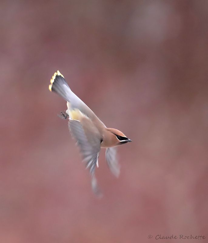 Jaseur d'Amérique / Cedar Waxwing