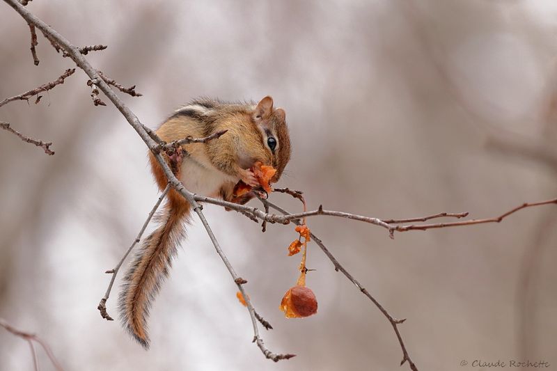 Tamia rayé /  Eastern Chipmunk