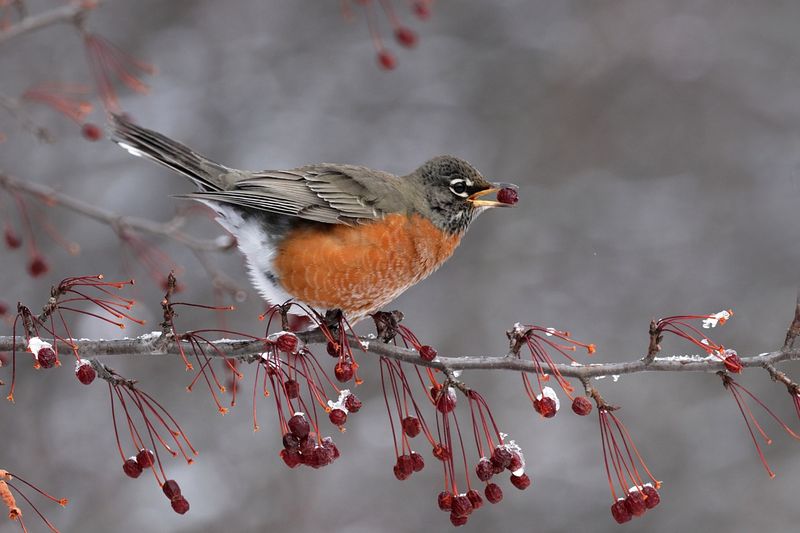 Merle d'Amérique / American Robin