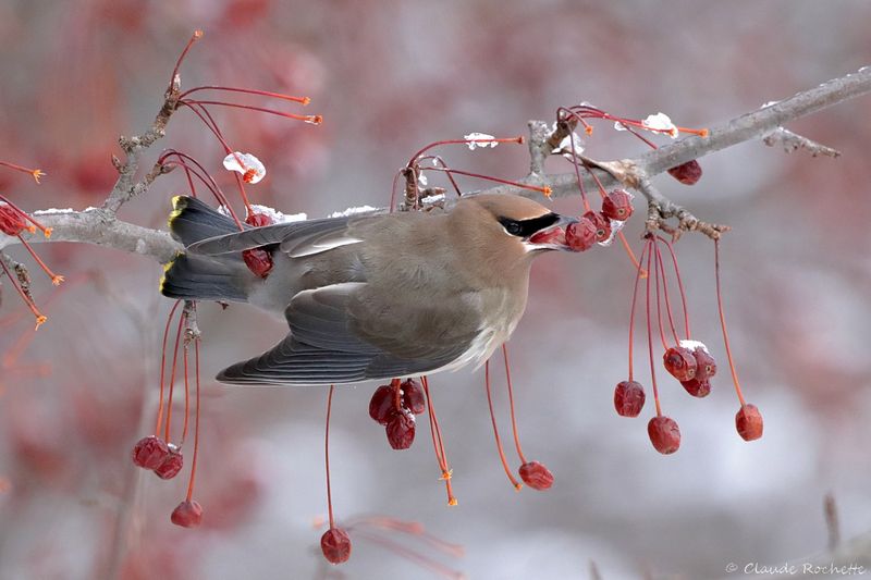 Jaseur d'Amérique / Cedar Waxwing