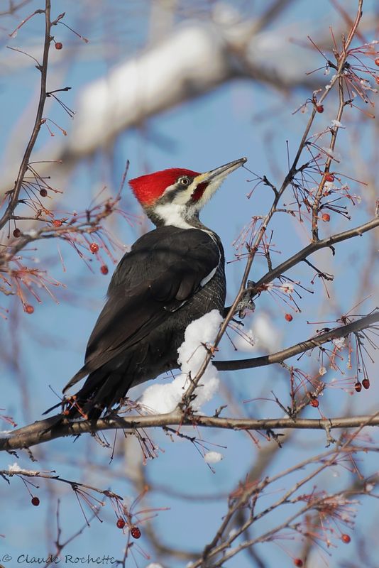 Grand pic / Pileated Woodpecker