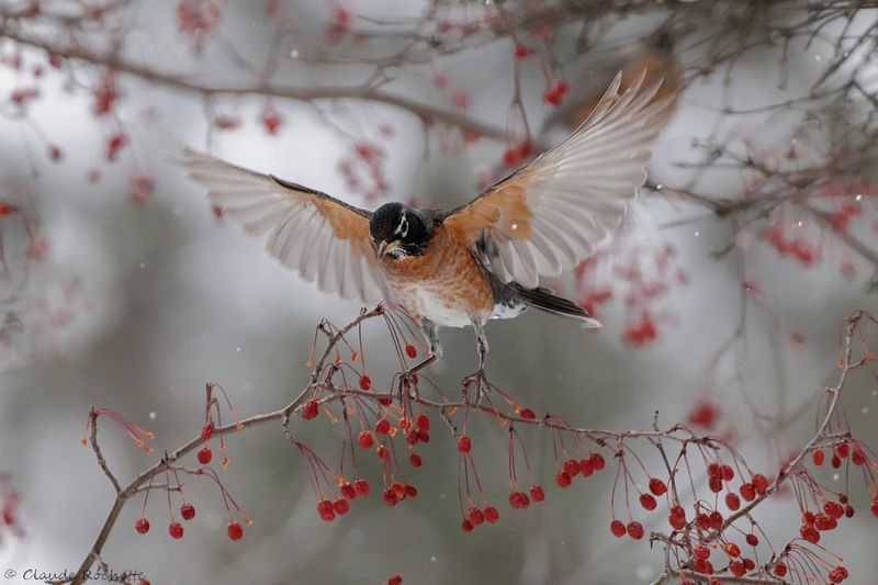 Merle d'Amérique / American Robin