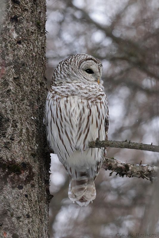 Chouette rayée / Barred Owl