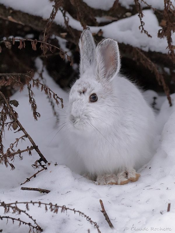 Lièvre d'Amérique / Snowshoe Hare