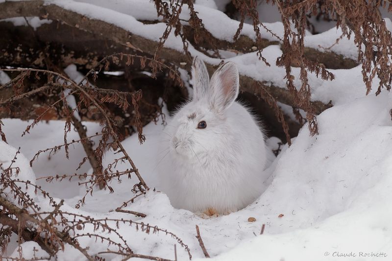 Lièvre d'Amérique / Snowshoe Hare