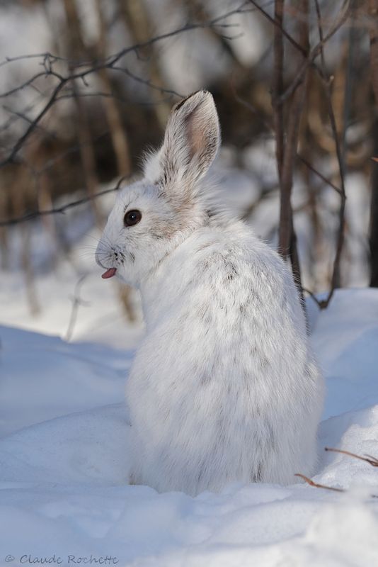 Lièvre dAmérique / Snowshoe Hare