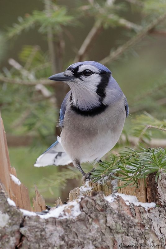 Geai bleu / Blue Jay