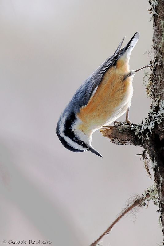 Sittelle à poitrine rousse / Red-breasted Nuthatch