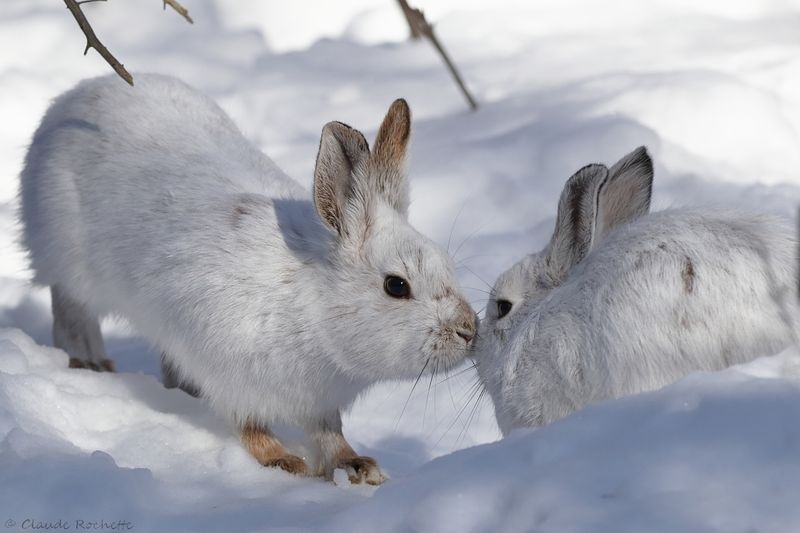 Lièvre d'Amérique / Snowshoe Hare