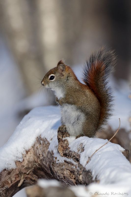 Écureuil roux /  Red Squirell